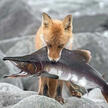 photo of a red fox standing on river rocks, holding a large salmon in its jaws, facing the camera.